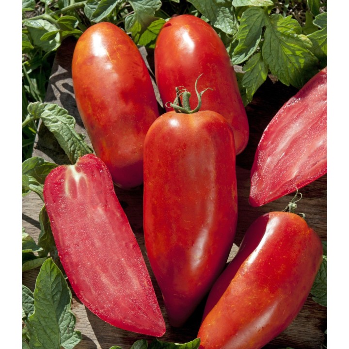 Seminte de tomate Bellandine F1, 250 seminte