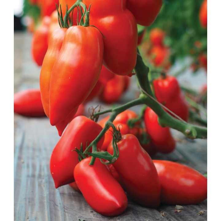 Seminte de tomate Bellandine F1, 250 seminte