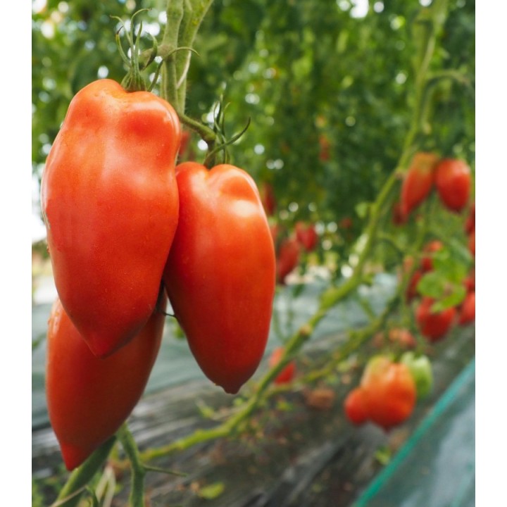 Seminte de tomate Bellandine F1, 250 seminte