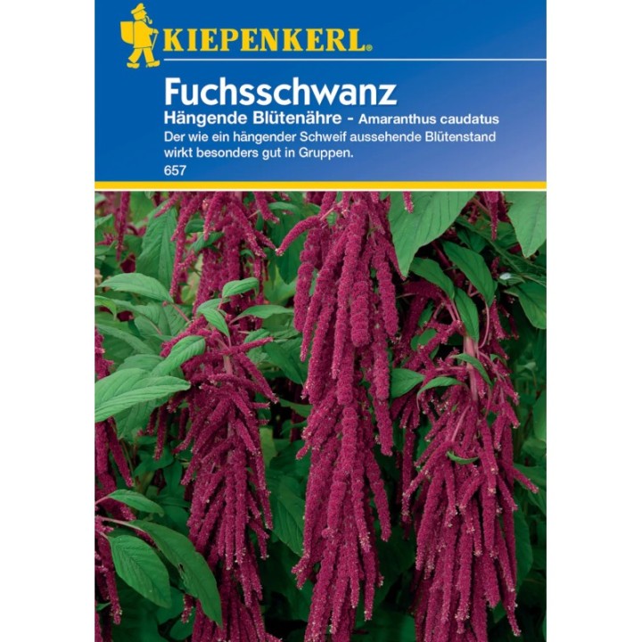 Seminte de Amaranthus, Motul curcanului