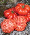 Seminte de tomate Costoluto Fiorentino, 3 grame