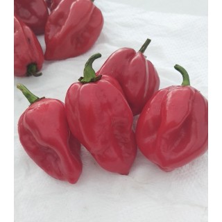 Ardei iute Scotch Bonnet, 1 gram