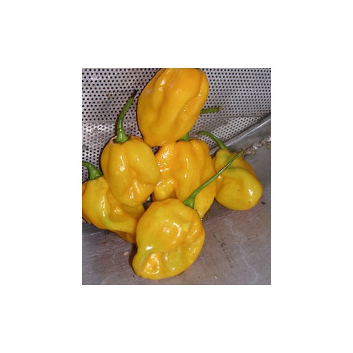Ardei iute Habanero galben (Bombe Jaune), 1 gram