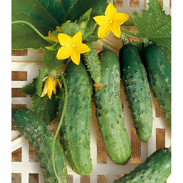 Seminte de castraveti Piccolo Verde Di Parigi (Cornichon de Paris), 4 grame