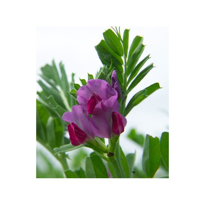 Seminte de Mazariche Hanka (Vicia Sativa), 20 kilograme