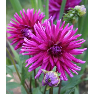 Dalia cactus Purple Gem, 1 radacina