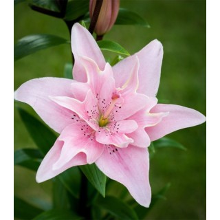 Bulbi de crin asiatic Elodie, roz romantic