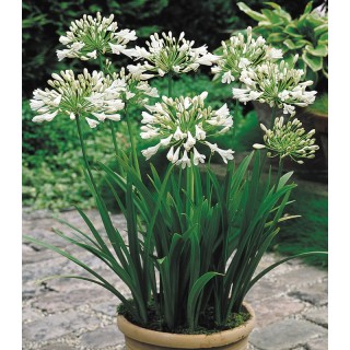 Agapanthus (Crin african) White -1 bulb