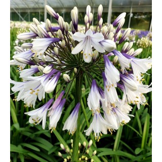 Agapanthus (Crin african) Fireworks -1 bulb