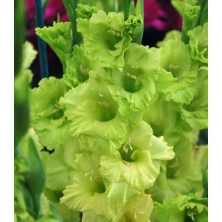 Bulbi Gladiole Green Star 