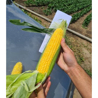 Seminte de porumb Maysu (ex. BBCRN0913 F1), 50.000 seminte