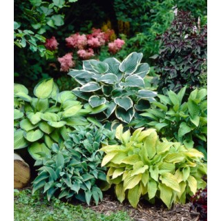 Bulbi de Hosta Mix, 5 radacini