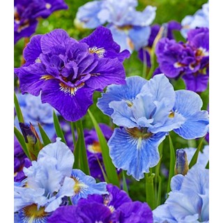 Iris Siberica Mix, 4 bulbi
