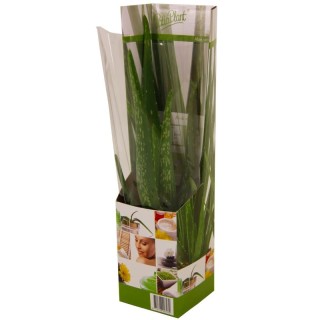 Aloe Vera, planta la ghiveci