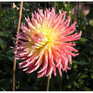 Dalia cactus Fringed Star, 1 radacina