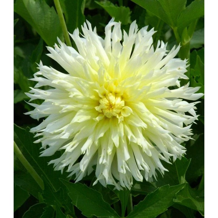 Dalia cactus Ice Crystal, 1 radacina