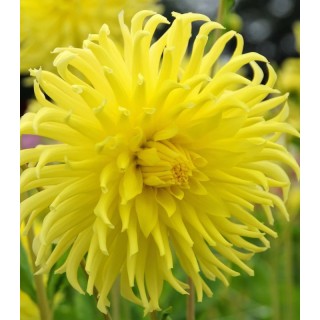 Dalia cactus Yellow, 1 radacina