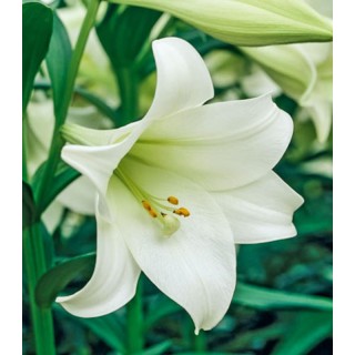 Crin trompeta Jules Verne, 1 bulb
