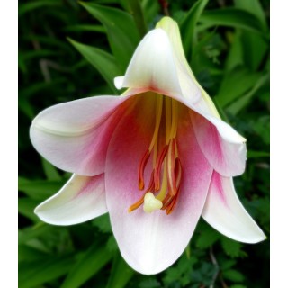 Bulbi de crini Longiflorum, Pink Heaven