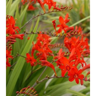 Bulbi de Crocosmia Lucifer, 5 bulbi