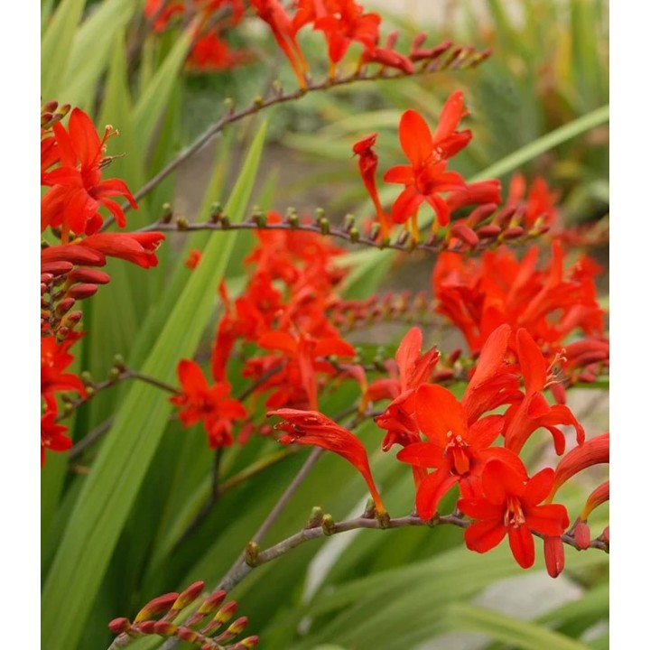 Bulbi de Crocosmia Lucifer, 5 bulbi