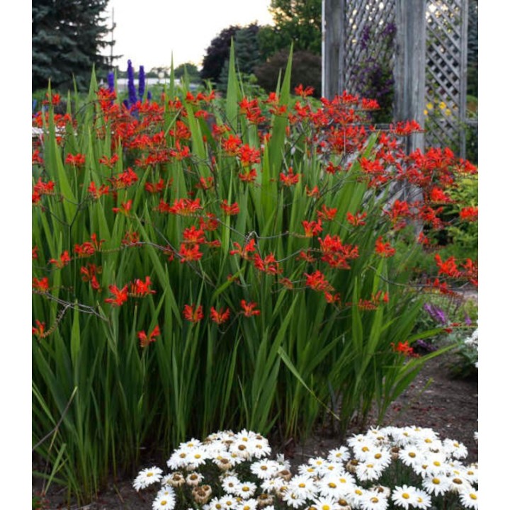 Bulbi de Crocosmia Lucifer, 5 bulbi