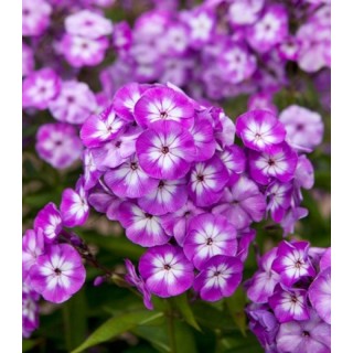 Phlox Paniculata Uspech (1 radacina)