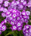 Phlox Paniculata Uspech (1 radacina)