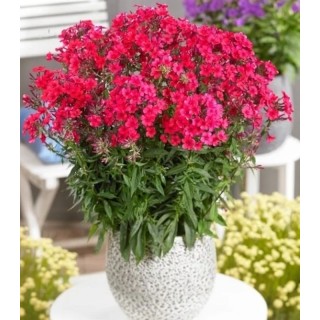 Phlox Miss Mary (1 radacina)