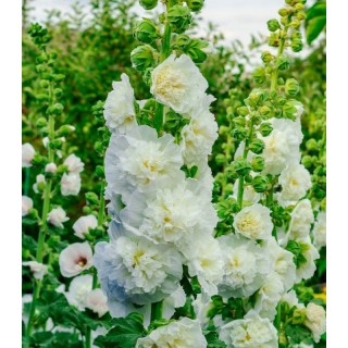 Nalba (Alcea) Double White (1 radacina)