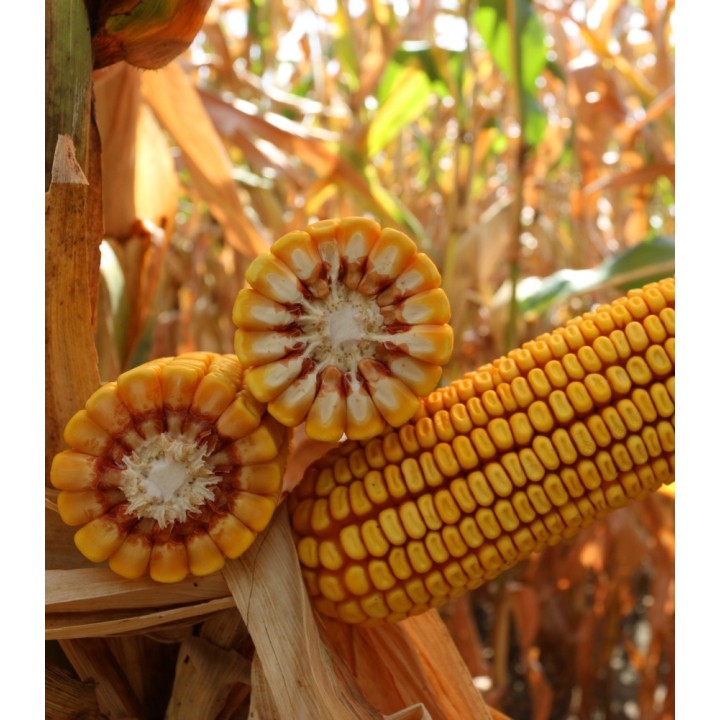 Seminte de porumb KWS KASHMIR, FAO 370, sac 25.000 seminte