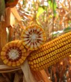 Seminte de porumb KWS KASHMIR, FAO 370, sac 25.000 seminte