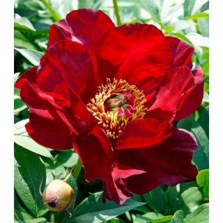Bulb de Bujor Itoh Scarlet Heavem, 1 radacina