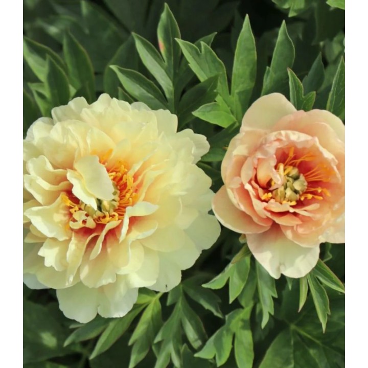 Bulb de Bujor Itoh Canery Brillance, 1 rizom