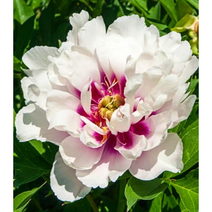 Bulb de Bujor Itoh Cora Louise, 1 radacina