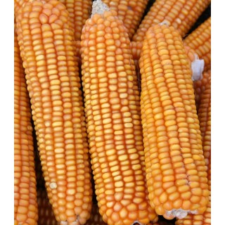 Seminte de porumb KWS SEVERO, FAO 280, sac 25.000 seminte