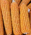 Seminte de porumb KWS SEVERO, FAO 280, sac 25.000 seminte