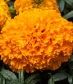 Craite (Tagetes erecta) Big Top F1 Orange, 1000 seminte