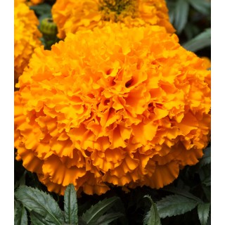 Tagetes erecta Big Top F1 Orange