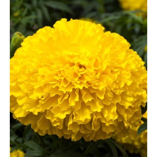 Tagetes erecta Big Top F1 Yellow