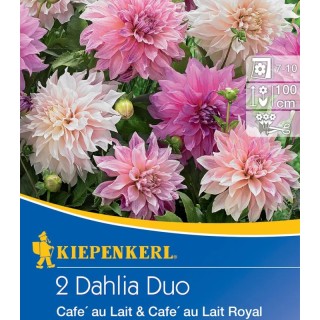 Bulbi de Dalia Duo Cafe au Lait, flori unice , 2 radacini