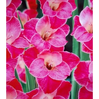 Bulbi de gladiole Sylvanna, 7 bulbi