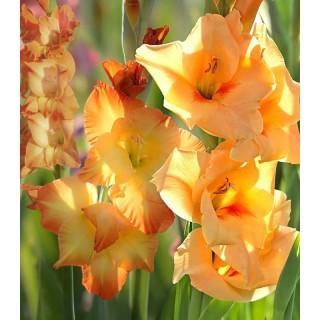 Bulbi de gladiole Ovation, 7 bulbi