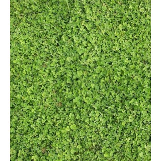 Seminte de Trifoi alb pitic (microclover), Pipolina, 450 grame