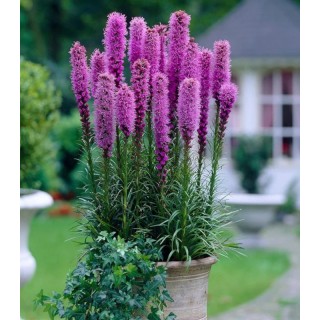 Liatris spicata (10 bulbi)