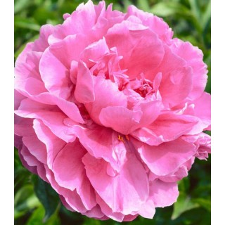 Bujor Pink (1 radacina)