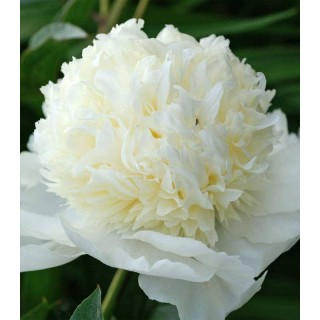 Bujor White (1 radacina)
