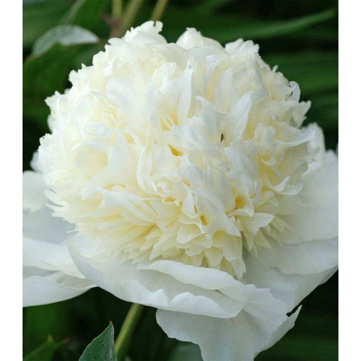 Bujor White (1 radacina)