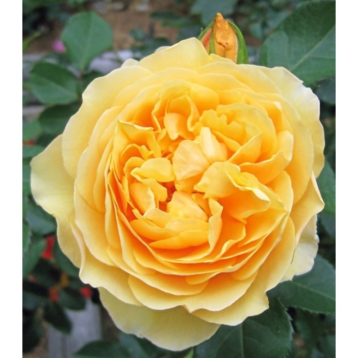 Trandafir teahibrid Casanova, 1 butas