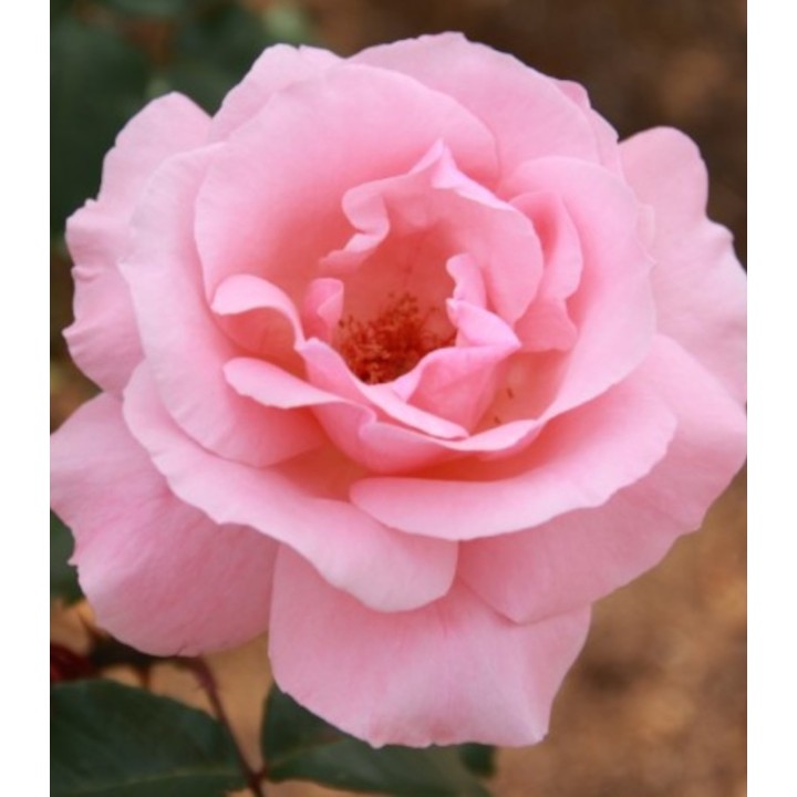 Trandafir teahibrid Elisabeth, 1 butas